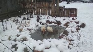 Индийские бегунки купаются в замерзшем прудике.