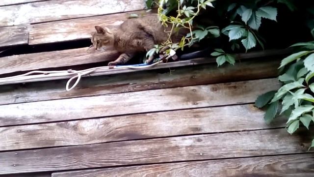 Кот - альпинист Василий Иванович смотреть онлайн