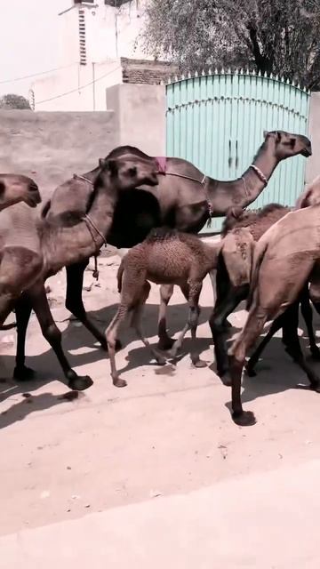 dachi waliya morh mohar#trending #1million #1millionviews #top смотреть онлайн