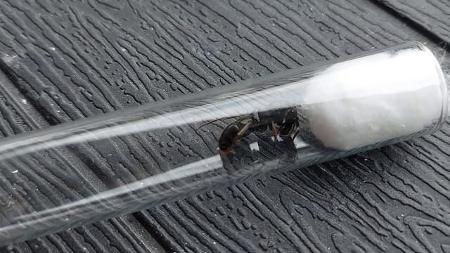 Paltothyreus tarsatus (Nigeria) умираёт 16.02.2022 смотреть онлайн