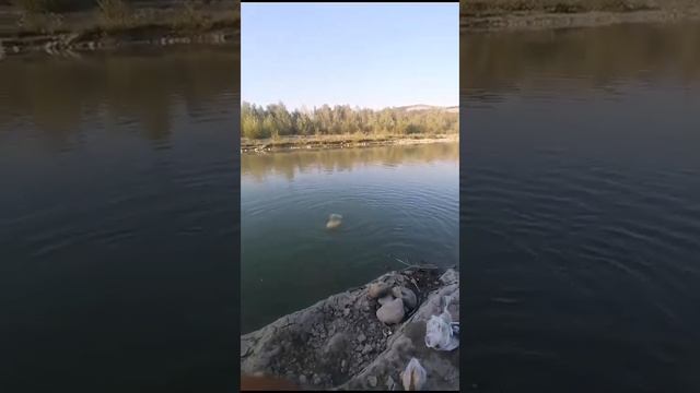 Ловля Сазана в Италии  Сазан 25 кг покльовка на тесто с печеньем