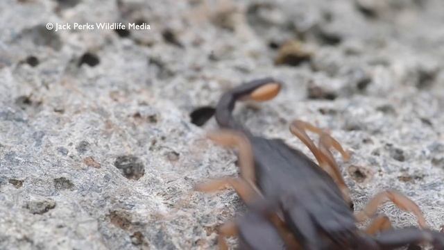 European Yellow Tailed Scorpion - UK NON NATIVE смотреть онлайн