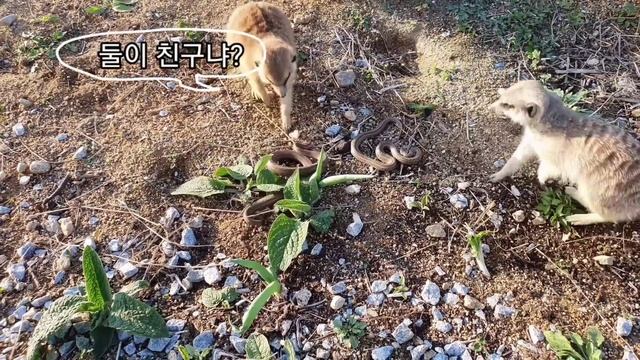 마당에 쳐들어온 뱀들과 미어캣의 집단 패싸움 смотреть онлайн