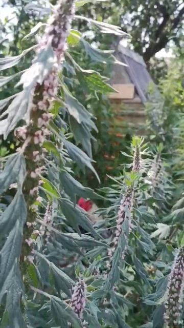 Медоносы, Пустырник. смотреть онлайн