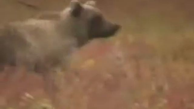 Маша и Миша! Начало!! Нервным не смотреть! смотреть онлайн