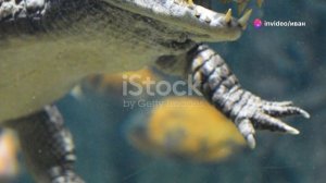 Опасности Амазонки  Смертельные Жители