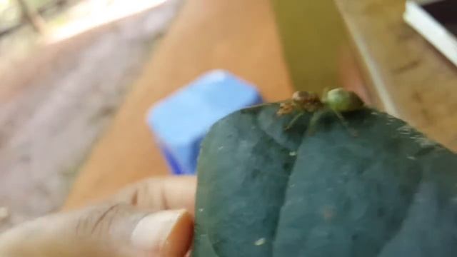 Green Ant смотреть онлайн