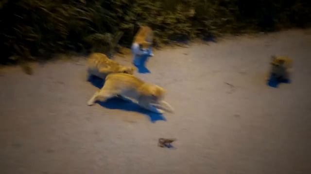 А вы знали, что обычные лягушки не только квакают? смотреть онлайн