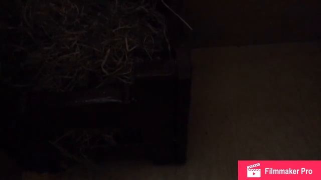 Обзор на конюшню брейер