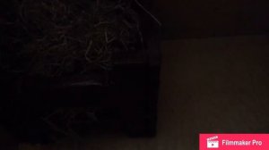 Обзор на конюшню брейер