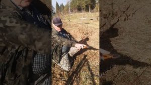 Обрезка сливы в форме чаши