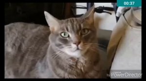 Милые котики песня мяу