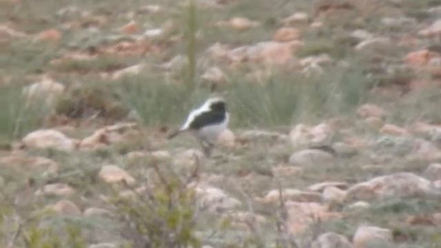 Traquet de Finsch Oenanthe finschii смотреть онлайн