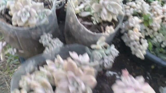 VAMOS A REPRODUCIR EL GRAPTOPETALUM MENDOZAE🌸 смотреть онлайн