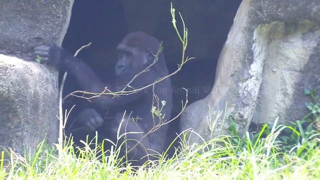 保育員給林戈食物😆🤣💦#Djeeco#ゴリラ#迪亞哥#金剛猩猩#taipeizoo #gorilla #台北市立動物園