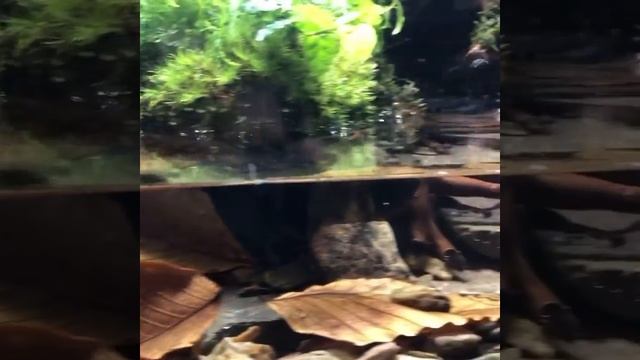 Paludarium - Mountain Drip Wall смотреть онлайн