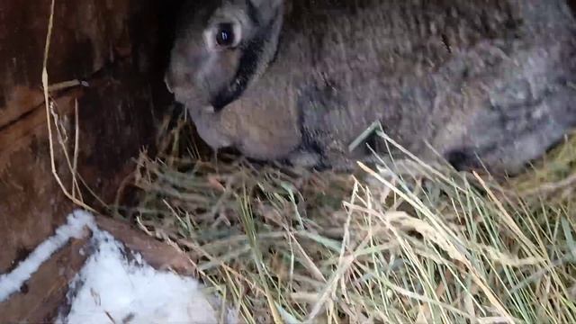 Кролики КАК ОНИ ЖИВУТ