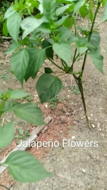 New Jalapeño Flowers 6-27-23 #gardening #jalapeño  #urbanfarming