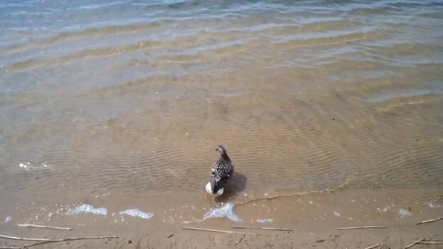 Утка. смотреть онлайн