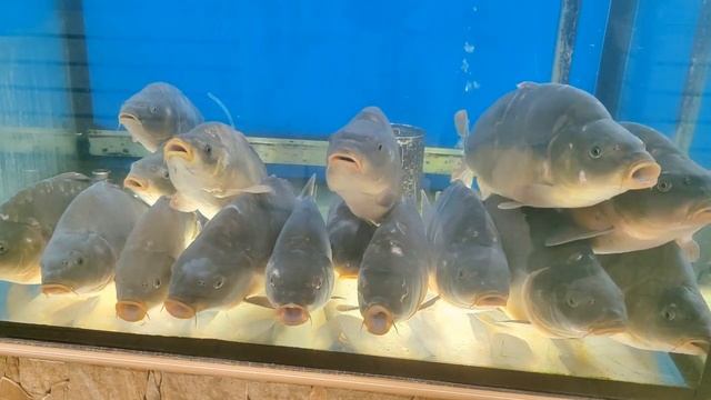 Хор рыб в Супермаркете смотреть онлайн