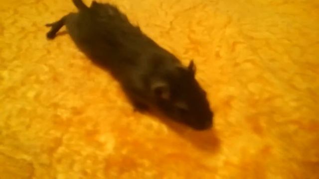 Песчанка Микки смотреть онлайн