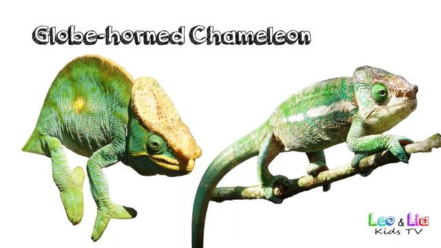 Chameleon Species / A fun list of Chameleons / Leo & Lia Kids TV смотреть онлайн