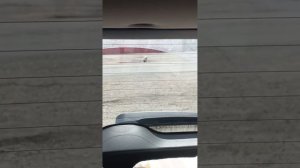 Пёс лает на машину.