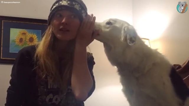 Hero, The Super Collie, loves to dance! | The Koala смотреть онлайн