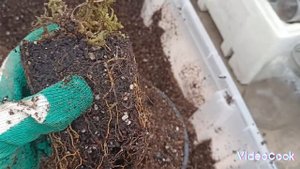 #обрезка гортензии