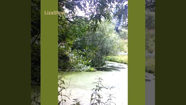 А вы видели?! Отров плавает! смотреть онлайн