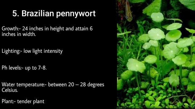 Top 10 Low Tech Aquarium plants | kru_aquatics смотреть онлайн