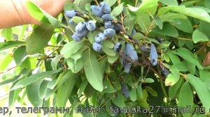 ЮГАНА сорт жимолости со сладкой ягодой