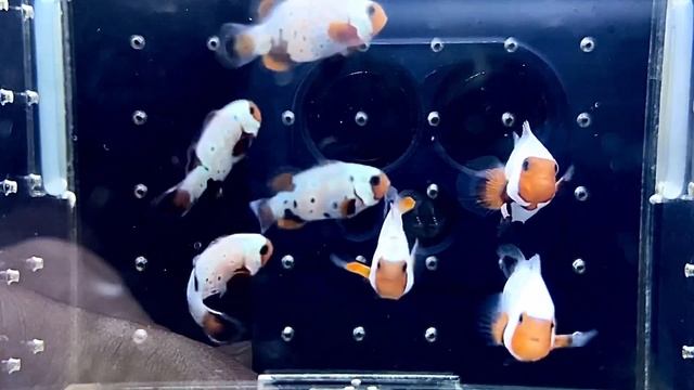 Сапфир, скоро в продаже смотреть онлайн