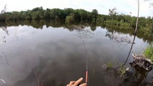 Rapala BX skitter frog | Giant Snakehead Toman Fishing