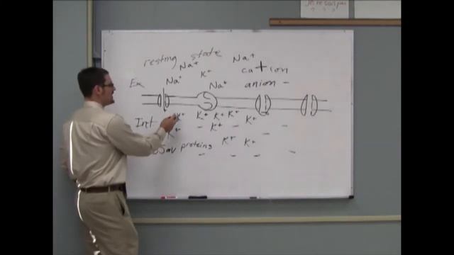 Action Potential - Dr. DeBellis - Sonoma State University смотреть онлайн