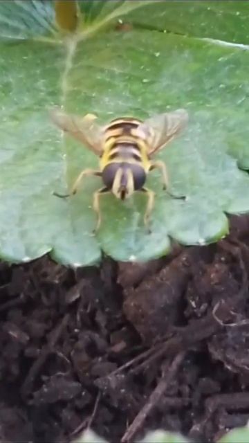 🐝🌺🪷#оса #пчела #насекомые #wasp #bee #insects #nature #животные #animals #animales #yellow #garden смотреть онлайн