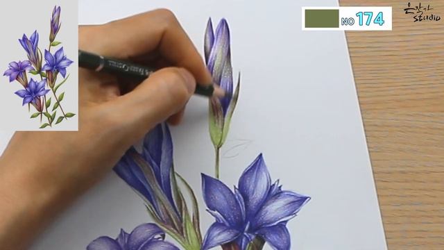 용담초 색연필 꽃그리기  색연필 보태니컬아트 수업  Flower drawing Gentian