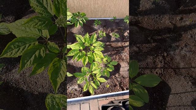 Женьшень на грядке 20 мая 2024 г Белгородская обл #женьшень #ginseng #인삼씨앗 #인삼씨 #сад #дача смотреть онлайн