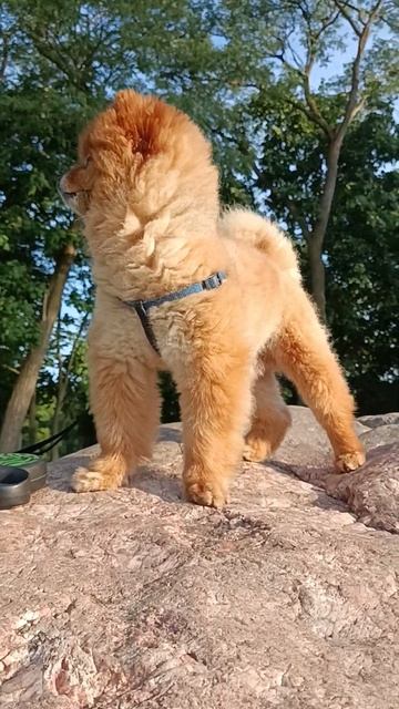 shorts. я король лев? смотреть онлайн