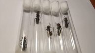 Camponotus Singularis queens