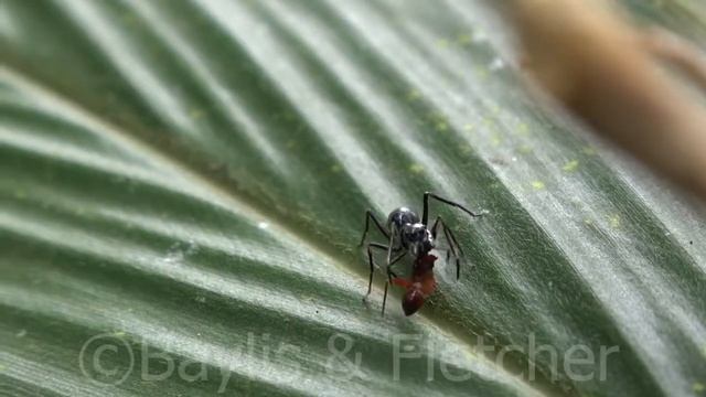 Spider mimics an ant & eats a red bug, Malaysia. 20170527_095036.m2ts смотреть онлайн