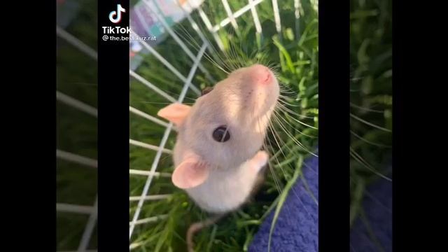 Мама купи мне крыску 😡 смотреть онлайн