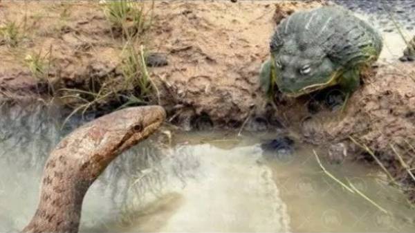 Этот монстр пожирает змей, скорпионов и даже тарантулов! смотреть онлайн