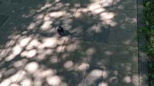 Попытка выпустить голубя на волю