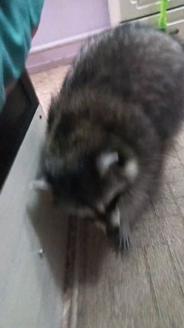 у енотика гон #помощьбездомнымживотным #ямыилюша #анапа #raccoon #енотилюша смотреть онлайн