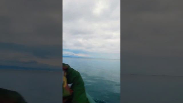 Рыбалка на омуля👍 #horse #рыбалка #байкал #рыбалканаомуля смотреть онлайн