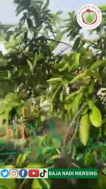 BAJA NADI: DURIAN BELANDA JIRAN BERBUAH LEBAT & BUAHNYA BESAR-BESAR TABUR BAJA NADI смотреть онлайн