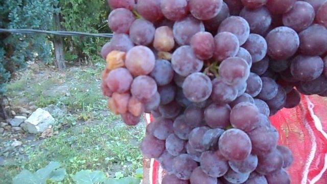 Виноградник Марины Протасовой  РПС