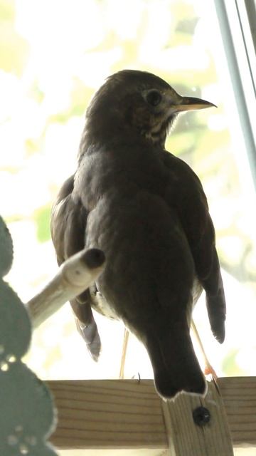 Певчий дрозд тихо подпевает.(Turdus philomelos). смотреть онлайн