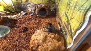 Heterometrus silenus (Vietnamese forest spirit scorpion) feeding in his new natural terrarium